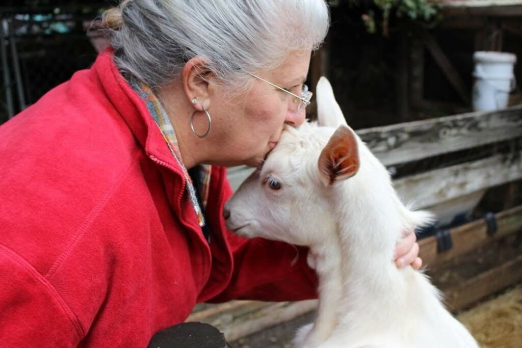 Our Story The Dancing Goat Dairy