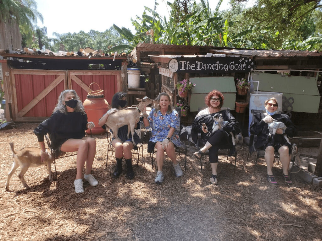 dairy goat farm tour