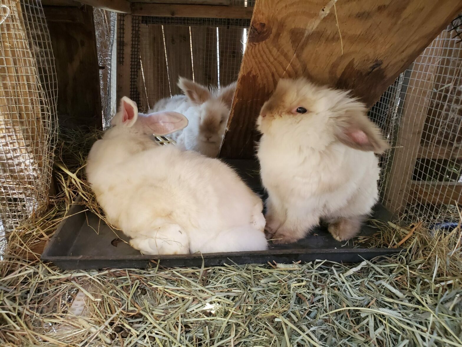 AirBNB Experience Tours The Dancing Goat Dairy