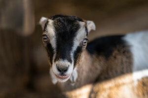 Home - The Dancing Goat Dairy