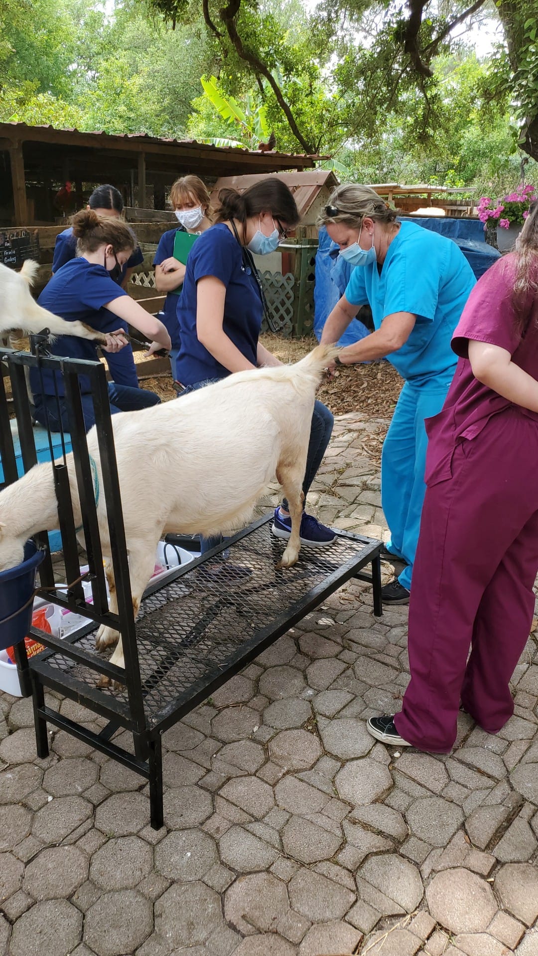 Volunteer or Donate - The Dancing Goat Dairy