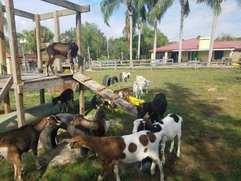 Grass Fed Goats – The Florida Myth
